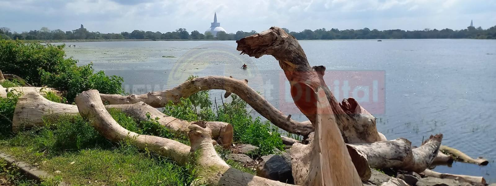 Multiple trees near Basawakkulama Wewa, cut down